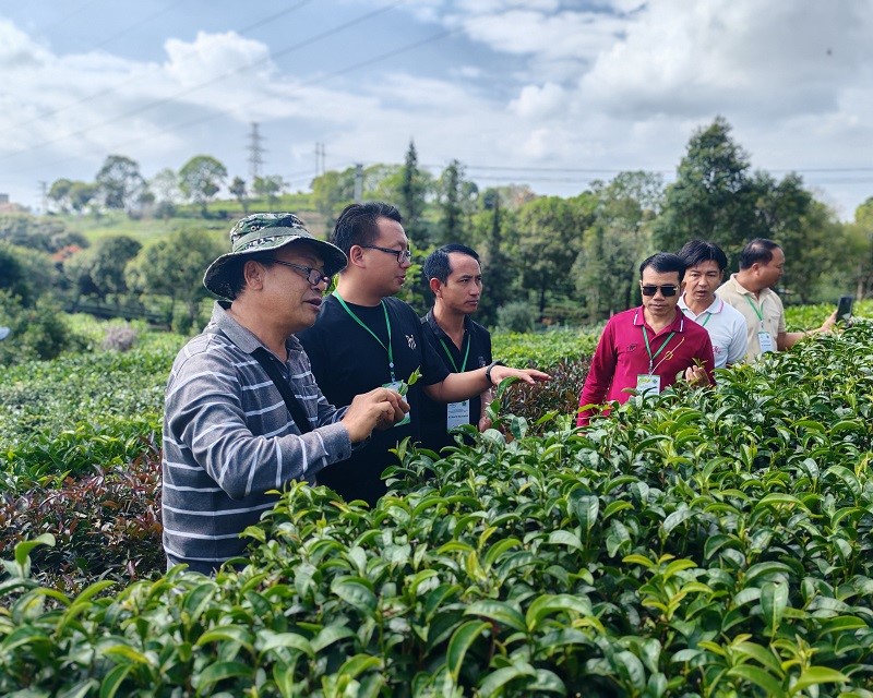 4-2024 Tea Training in Pu'er（Laos Group）.jpg